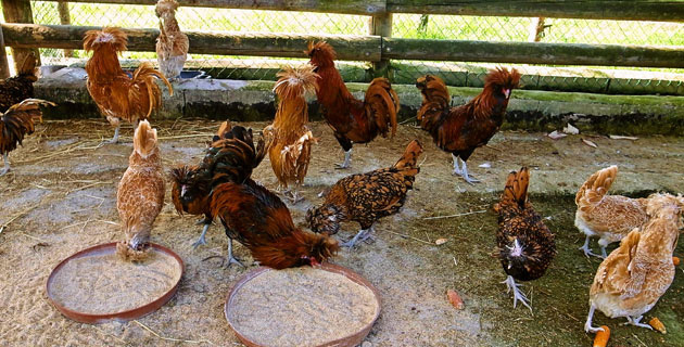 galline.jpg(102357 byte)