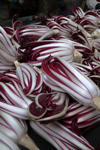 2013radicchio01.jpg(31759 byte)